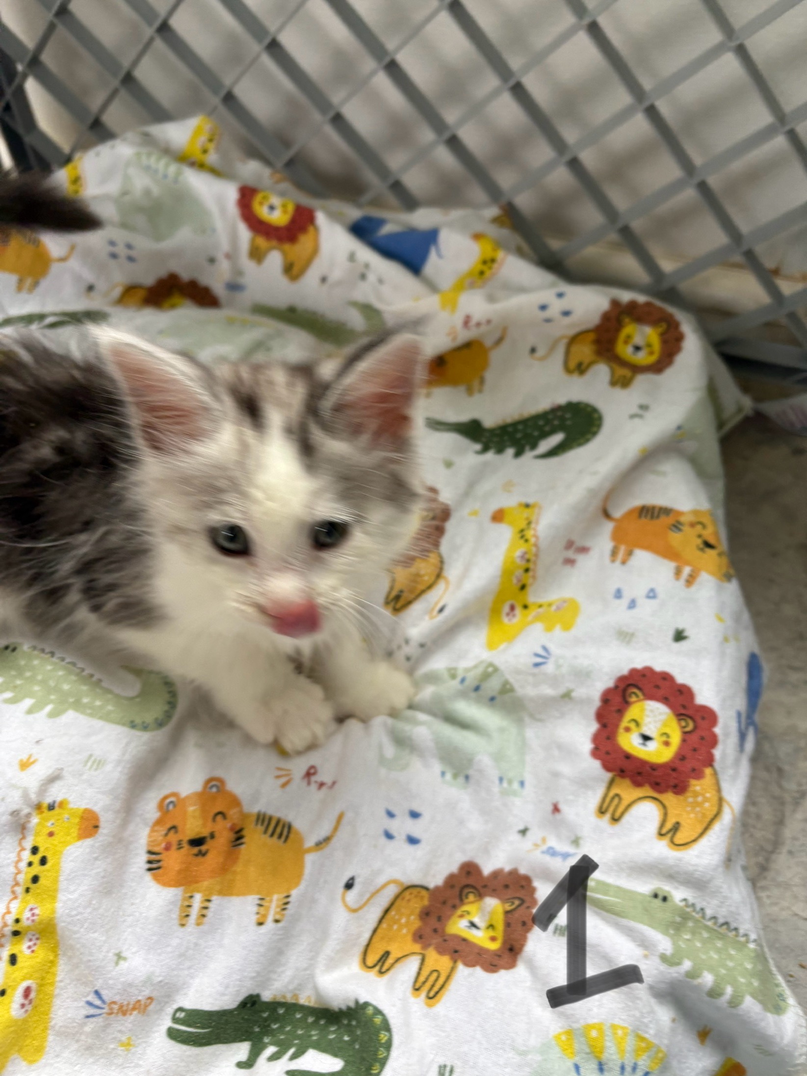 Declare's Kittens - VA Coon Kittens